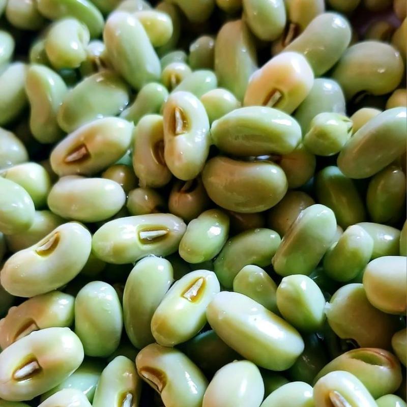 kacang hijau